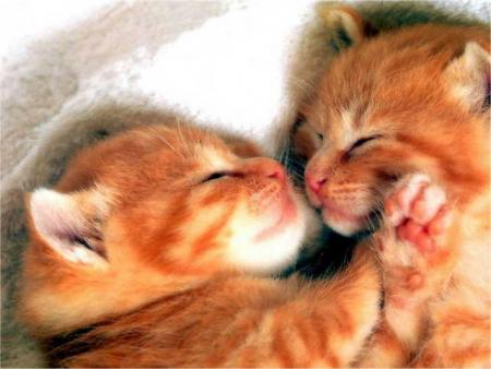 Encore des chats