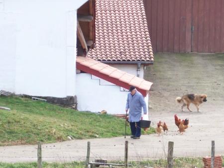Mon toto avec les poules